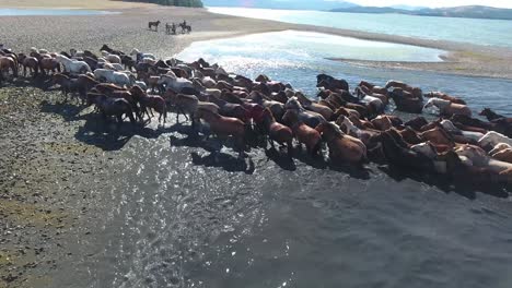 Aerial-drone-shot-herd-of-horses-swimming-in-a-lake-Mongolia.-RARE-amazing